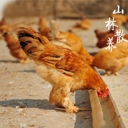 中华宫廷黄鸡 中华宫廷黄鸡